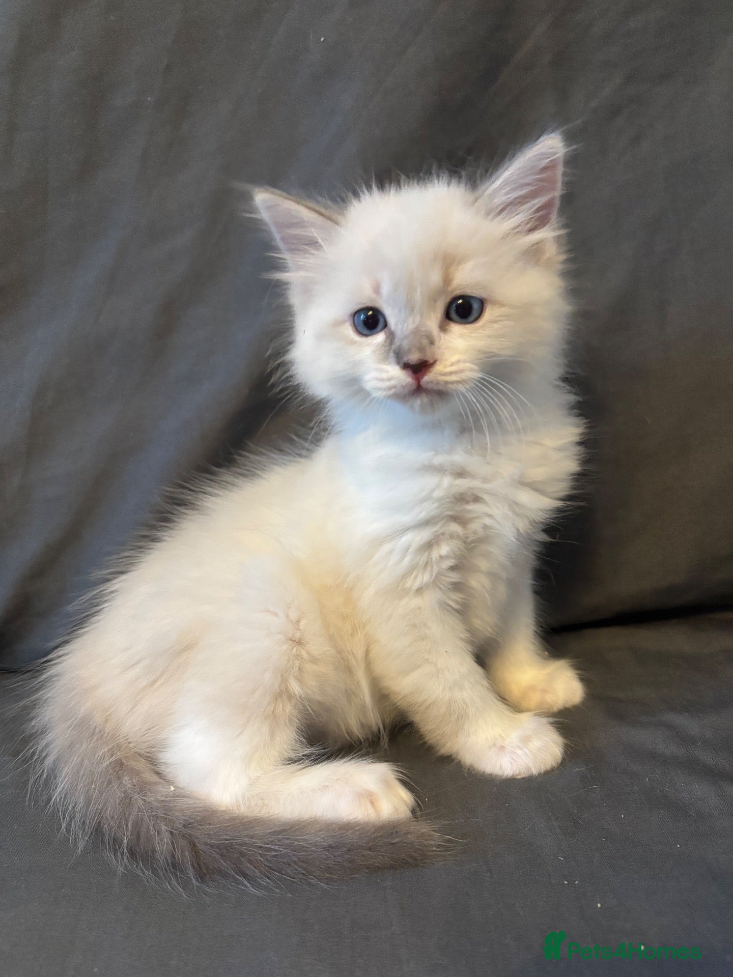 Ragdoll cats LAST GIRL/BOY Rare lilac bicolour ragdolls  - Advert 5