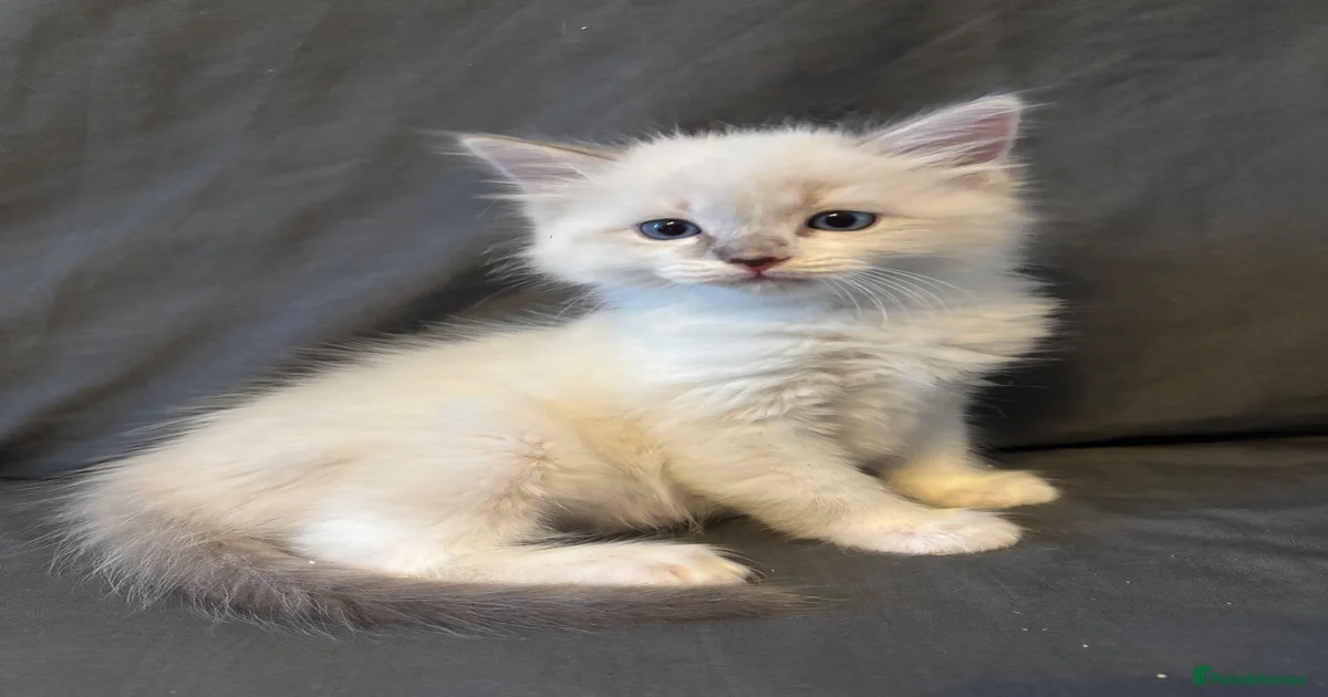 Lilac bicolour Ragdoll Kittens for sale | Pets4Homes