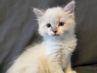 Ragdoll cats Ready NOW!! Last male ragdoll lilac/ seal - Advert 18