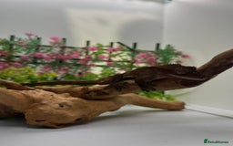 Gecko reptiles for sale: Crested gecko  - Image 1