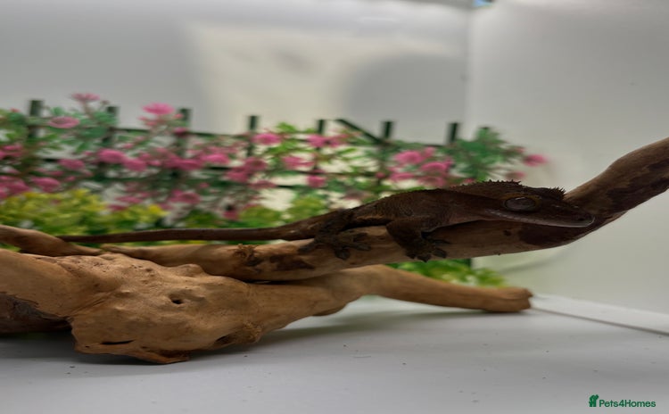 Gecko reptiles - Advert 1