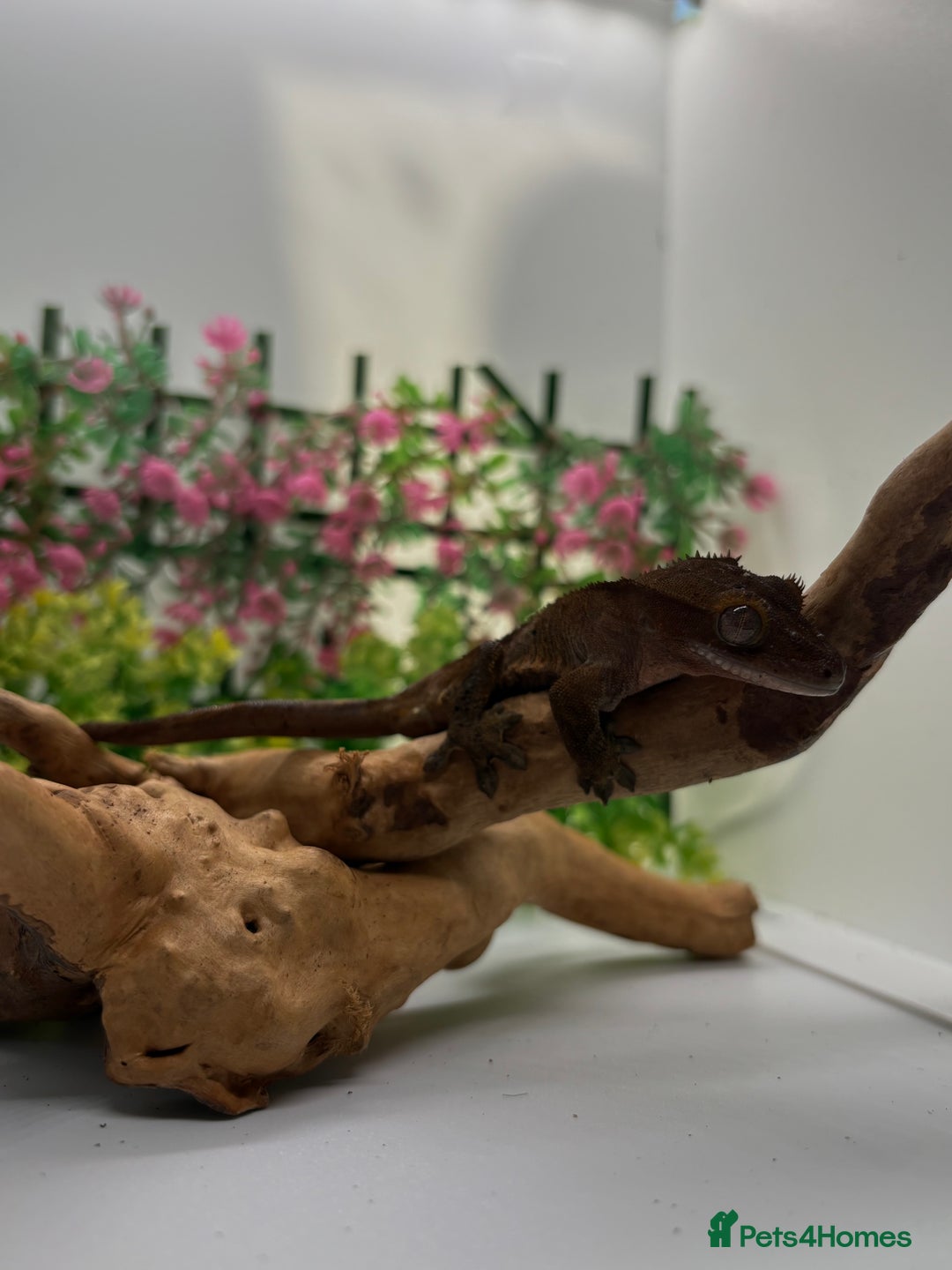 Gecko reptiles for sale: Crested gecko  - Image 1