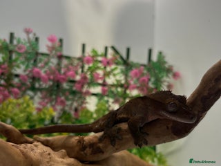 Gecko reptiles for sale - Advert 1