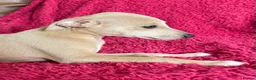 Mixed Breed dogs for sale: Stunning Wiggy’s Italian greyhound x whippet  - Advert 10