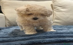 Maltipoo dogs for sale: 8 Week Maltipoo Puppy - Image 11