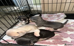 Chihuahua dogs for sale: Tiny chihuahua puppies  - Image 14