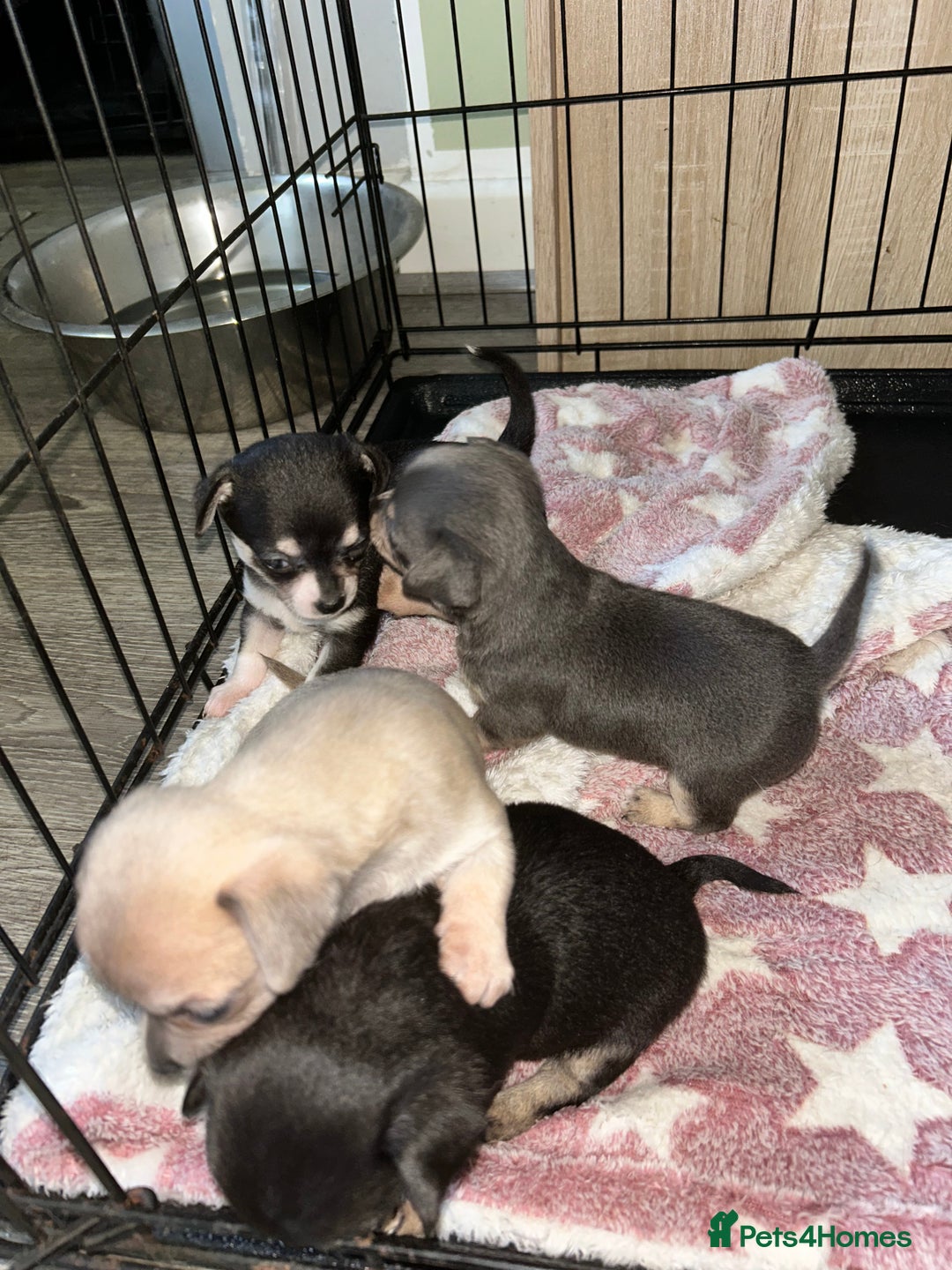 Chihuahua dogs for sale: Tiny chihuahua puppies  - Image 14