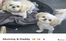 Shih Tzu dogs for sale: Lavender White Imperial Shih Tzu Puppies - Image 10