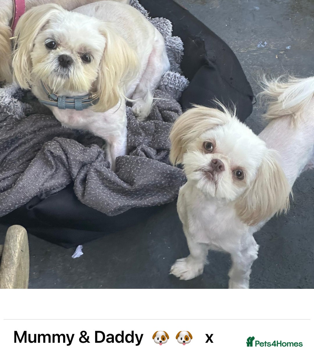 Shih Tzu dogs for sale: Lavender White Imperial Shih Tzu Puppies - Image 10