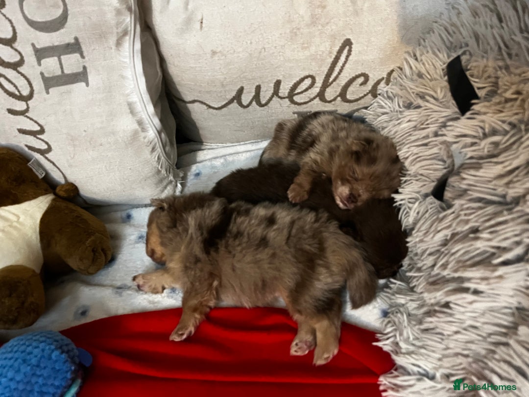 Pomeranian dogs for sale: Fluffy Pomeranian puppy’s MERLE & CHOCOLATE - Advert 11