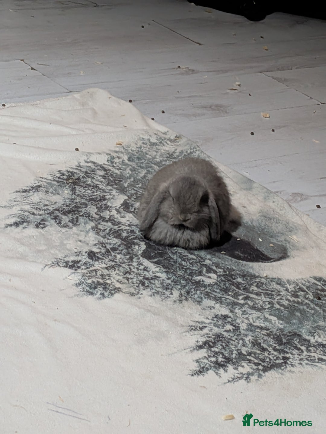 Mini Lop rabbits for sale: Baby mini lops ready for their forever homes - Advert 7