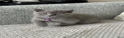 British Shorthair cats for sale: 🐱 Beautiful British Shorthair kittens  in Musselburgh - Advert 11