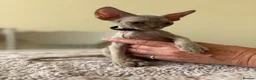 Devon Rex cats for sale: Price Reduced!TICARegisteredDevonRex lilac kittens - Advert 29