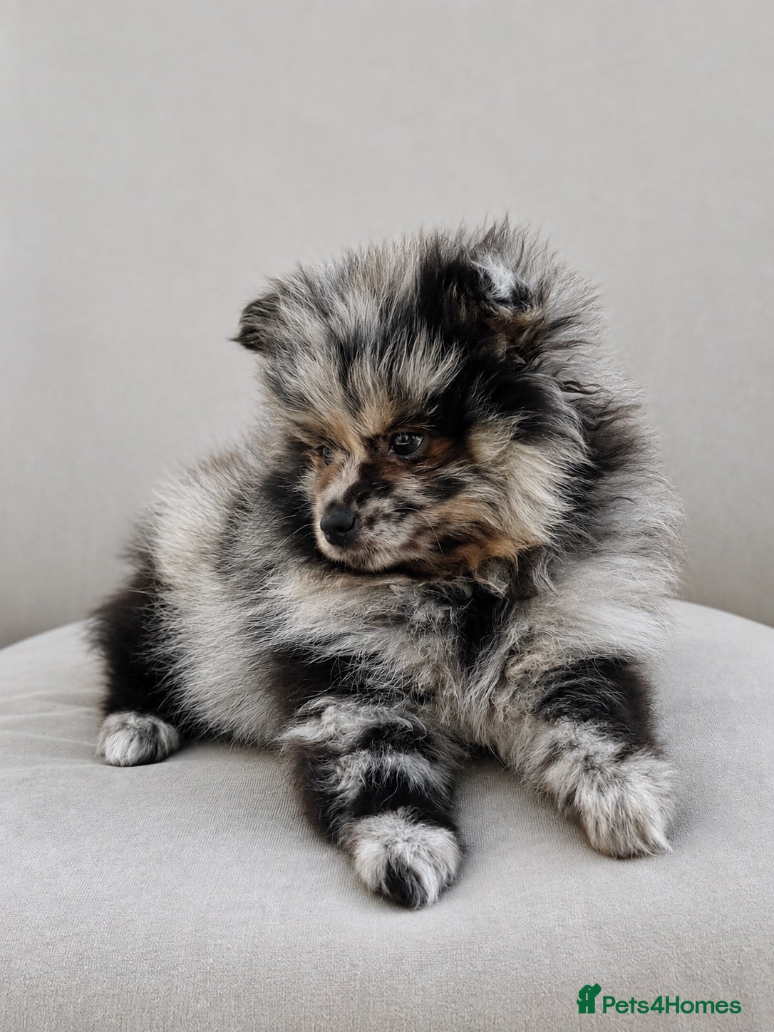 Pomeranian dogs Last puppy now only 1 left!  - Advert 14
