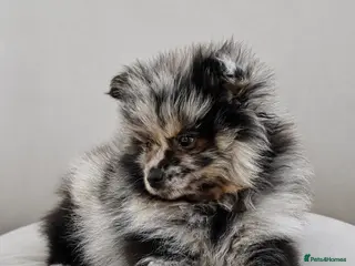 Pomeranian dogs Last puppy now only 1 left! - Advert 14