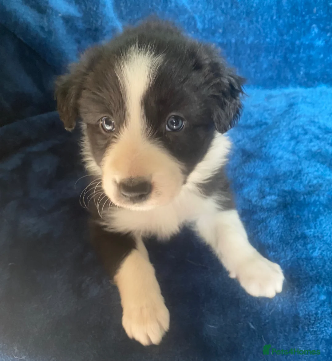 Border Collie dogs for sale: Classic Long Coated B&W Border Collie Girl Pups - Advert 2