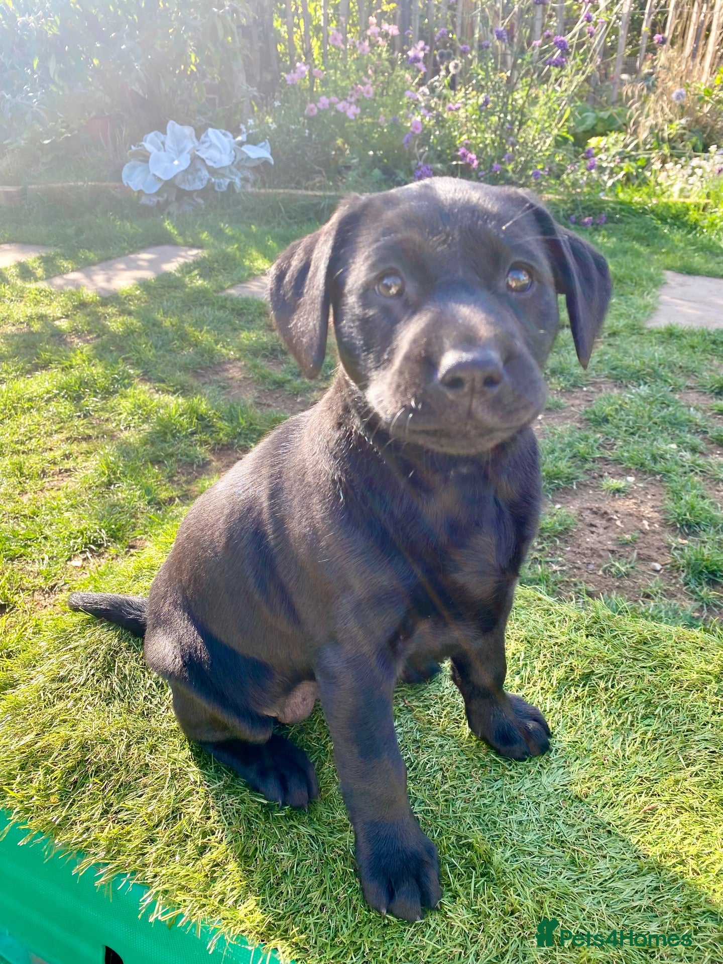 Labrador Retriever dogs Health Tested KC Labrador Pups - Advert 2