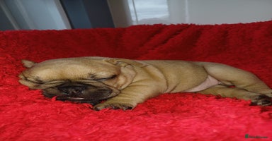 French Bulldog dogs - Advert 7