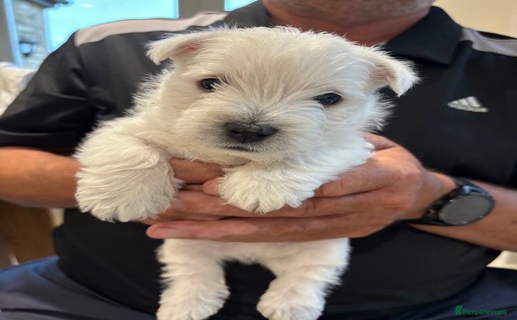 West Highland Terrier dogs - Advert 3
