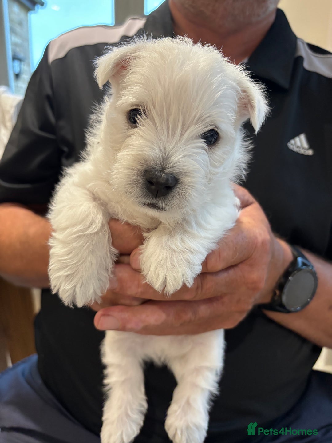 West Highland Terrier dogs for sale: West Highland Terriers For Sale - Image 1
