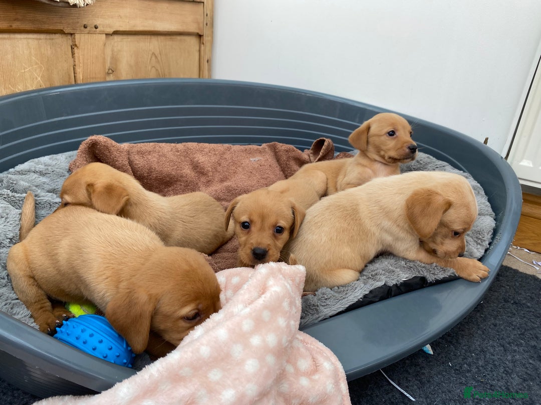 Labrador Retriever dogs for sale: Labrador Retriever - Image 20