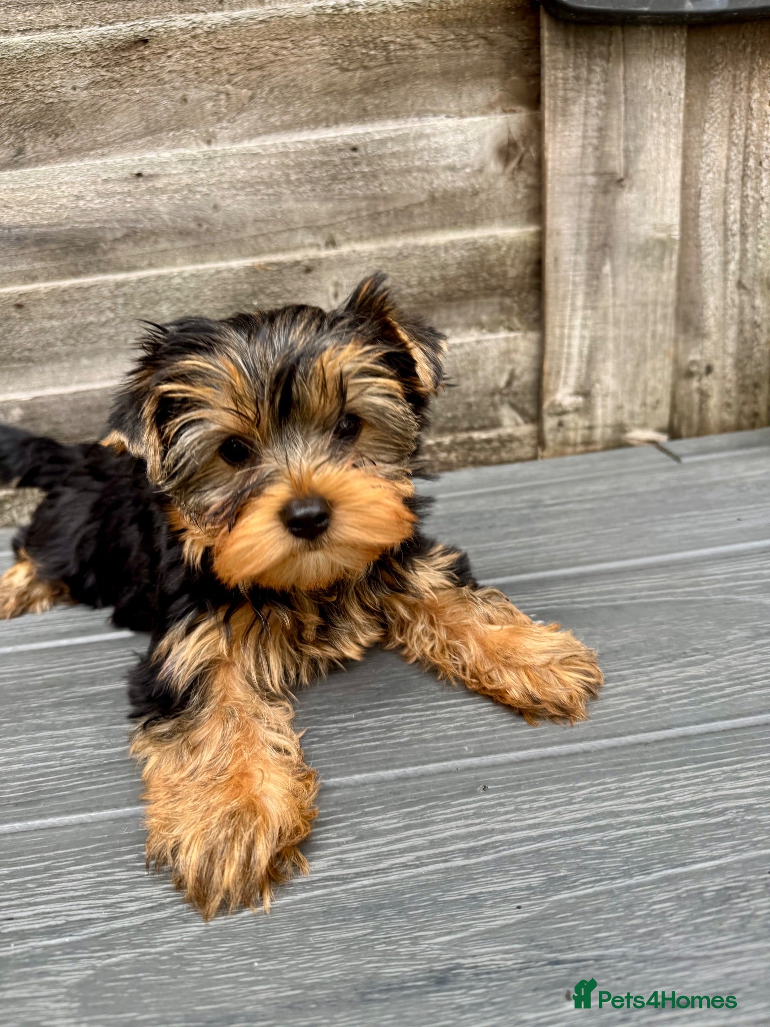 Yorkshire Terrier dogs Outstanding Yorkshire Terrier ❤️ONE GIRL LEFT! - Advert 2