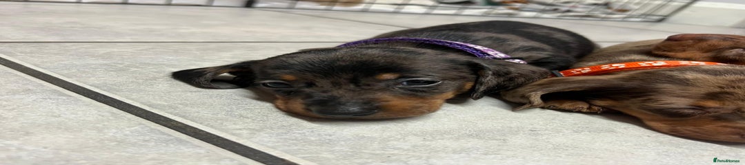 Dachshund Puppy 7