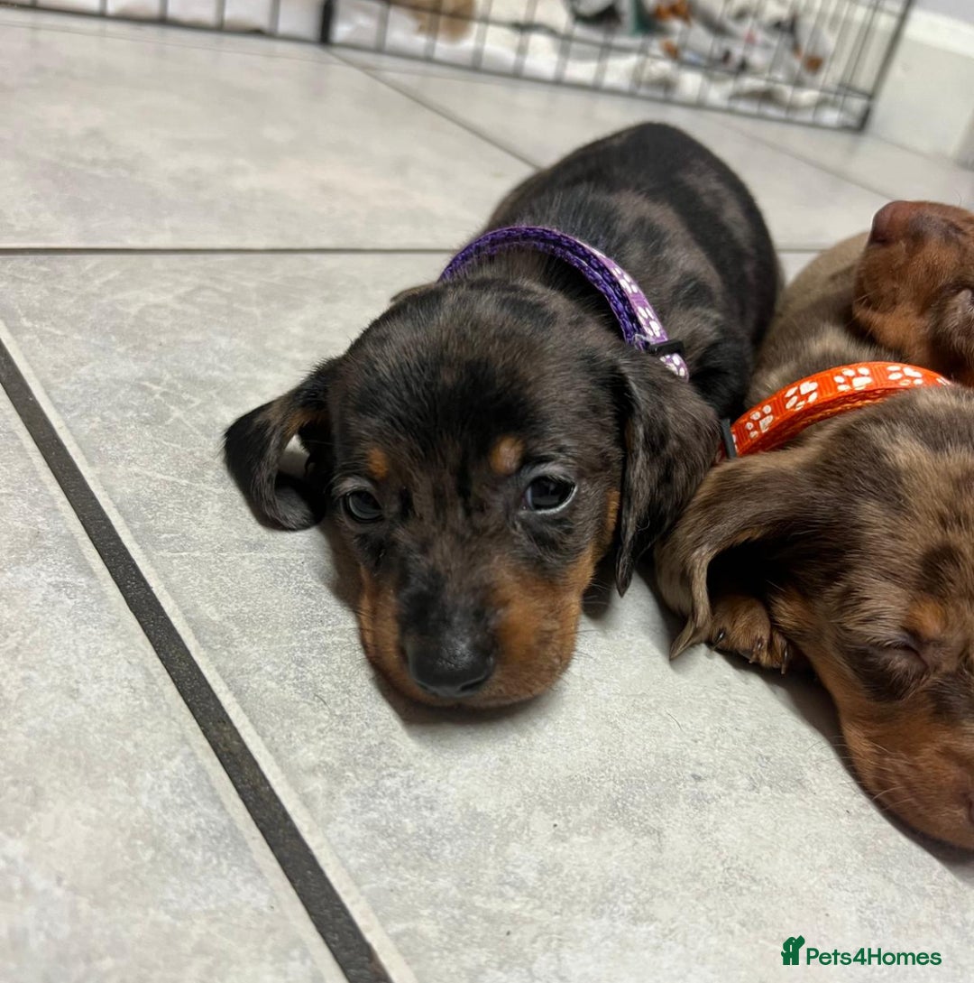 Dachshund dogs for sale: READY TO GO Dachshund Puppies dapple+chocolate - Image 5