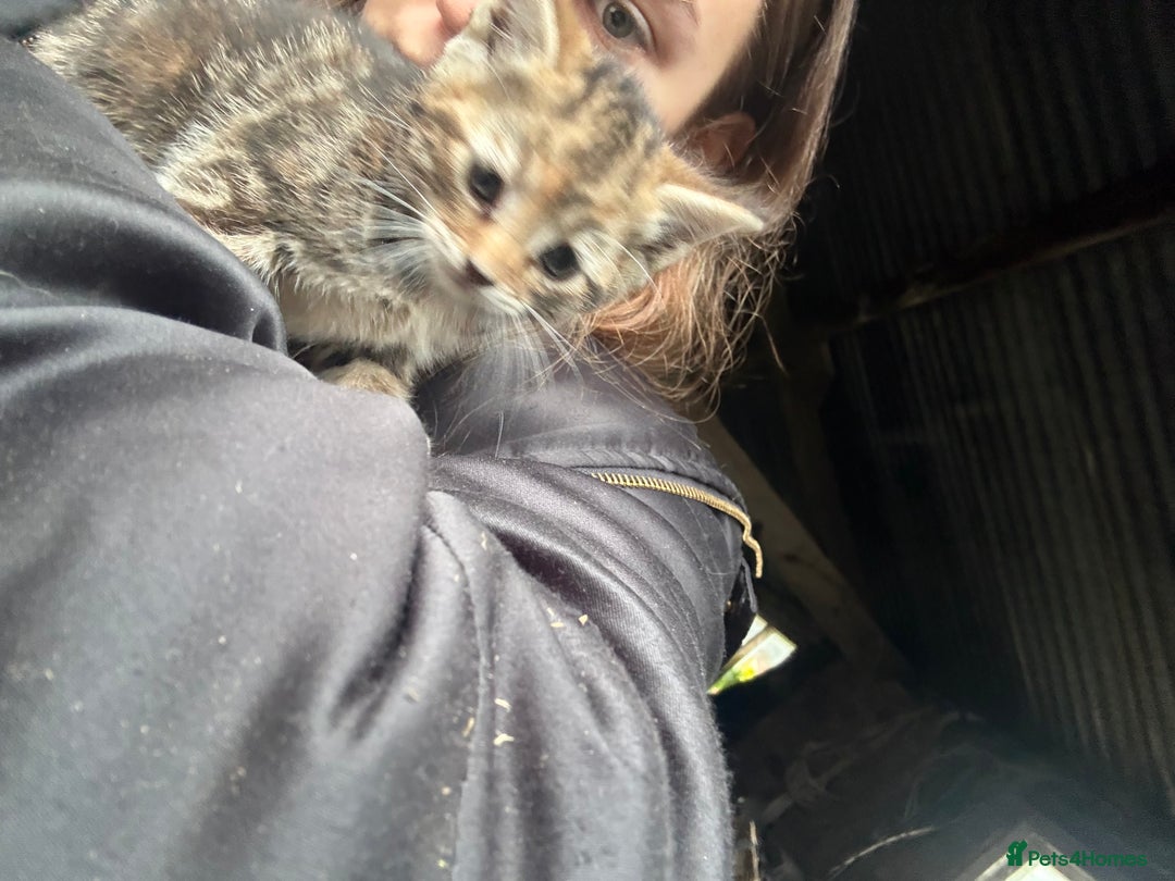 Mixed Breed cats for sale: 7 kittens looking for new home!  - Image 4