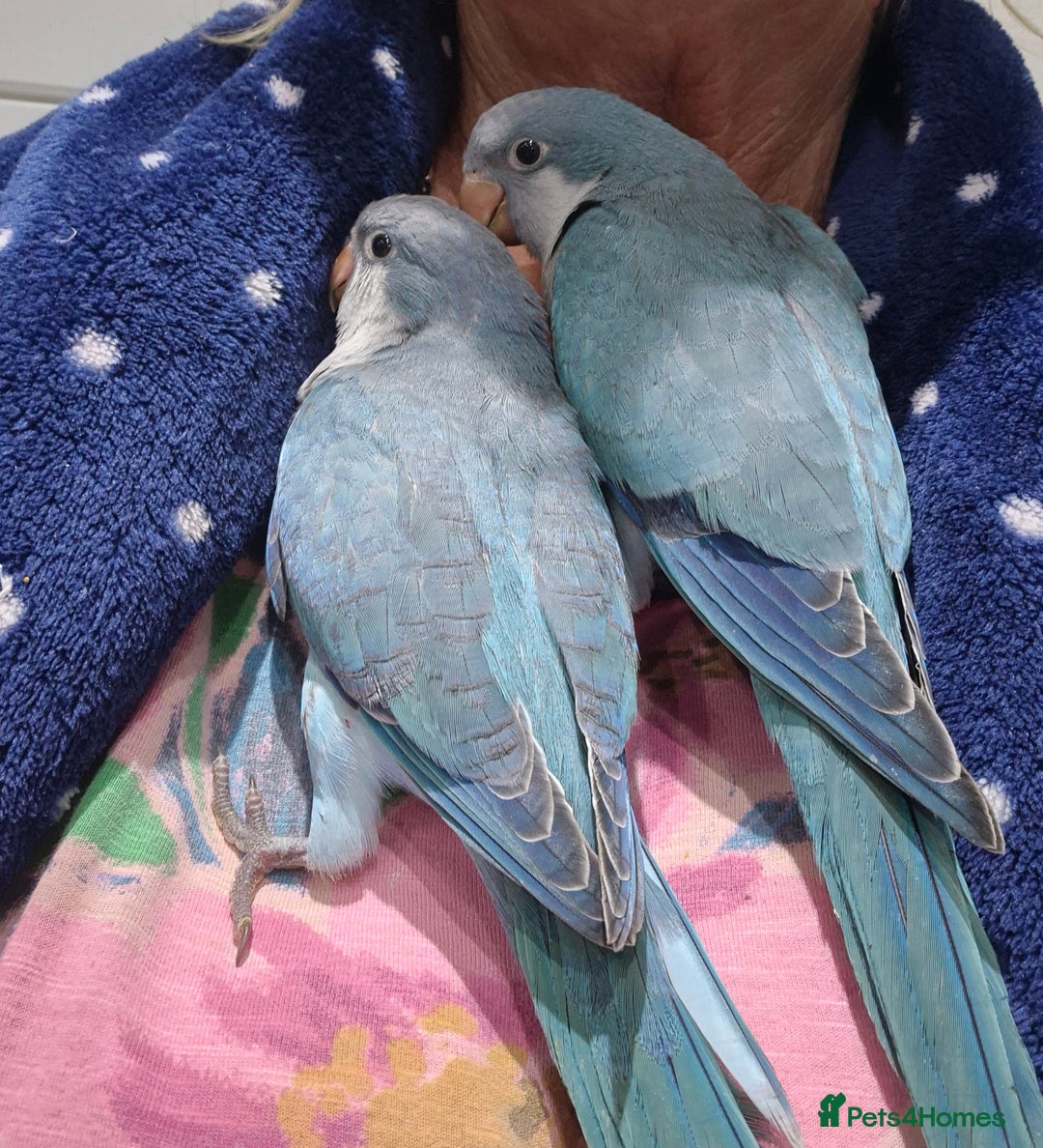 Parrots birds for sale: Handreared baby Quaker parrots Dna tested - Image 11