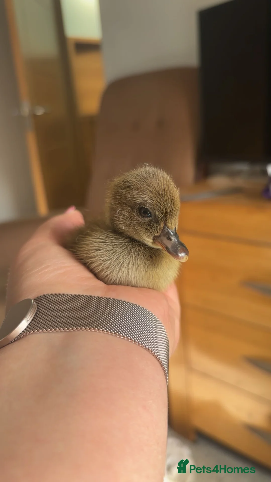 Ducks poultry for sale: 6 unsexed khaki Campbell ducklings  in Glasgow - Advert 2