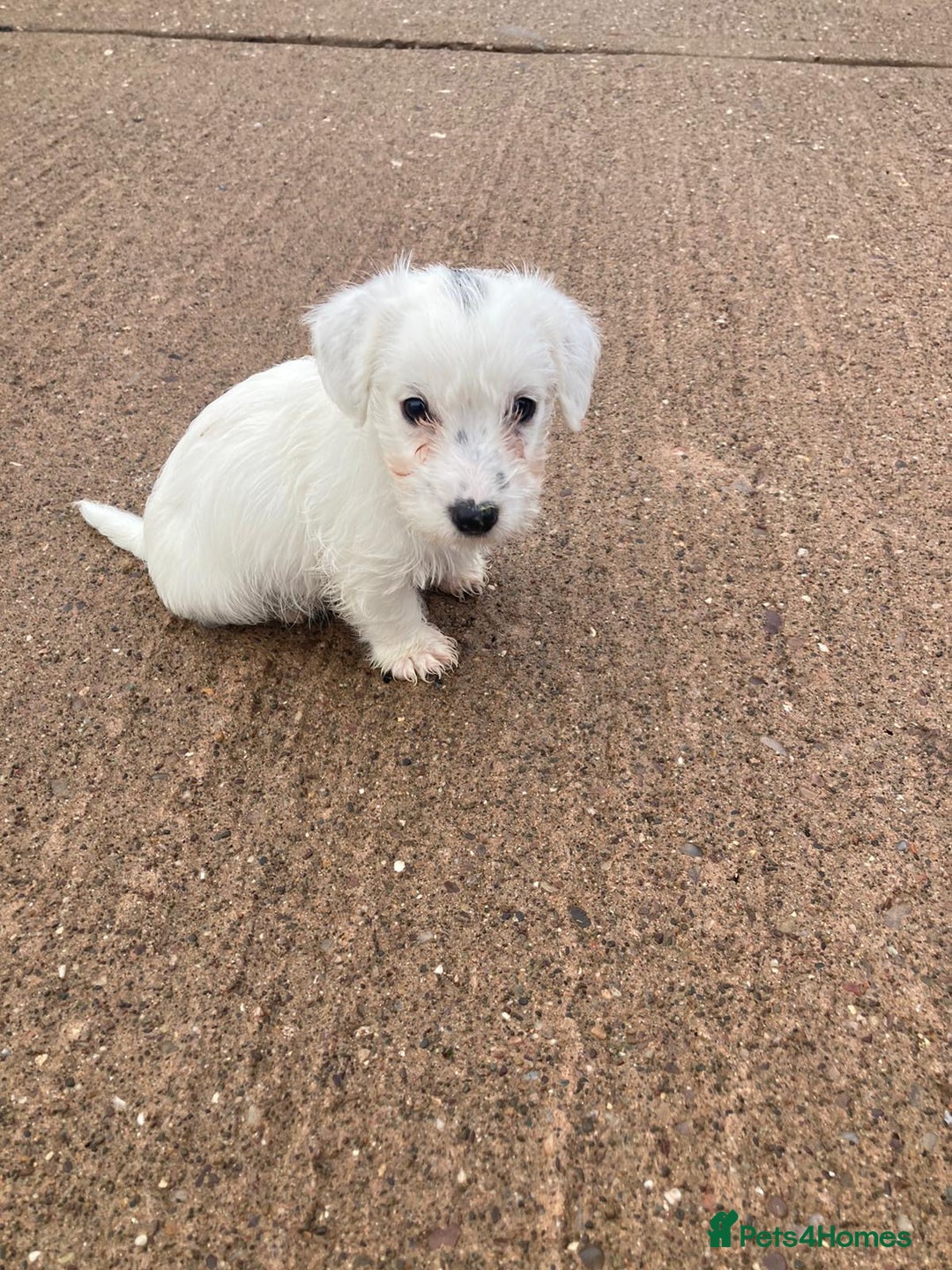 Mixed Breed dogs for sale: Lakeland crossed Sealyham terrier  - Advert 6