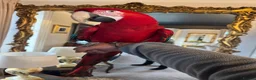 Macaws birds for sale: Tame & Talking Greenwing Macaw - Advert 2