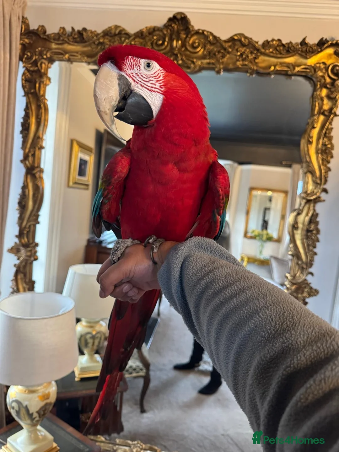 Macaws birds for sale: Tame & Talking Greenwing Macaw - Advert 2