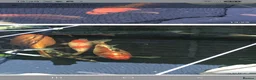 Koi Carp fish for sale: 20 Koi Carp with filter systems included. - Advert 13
