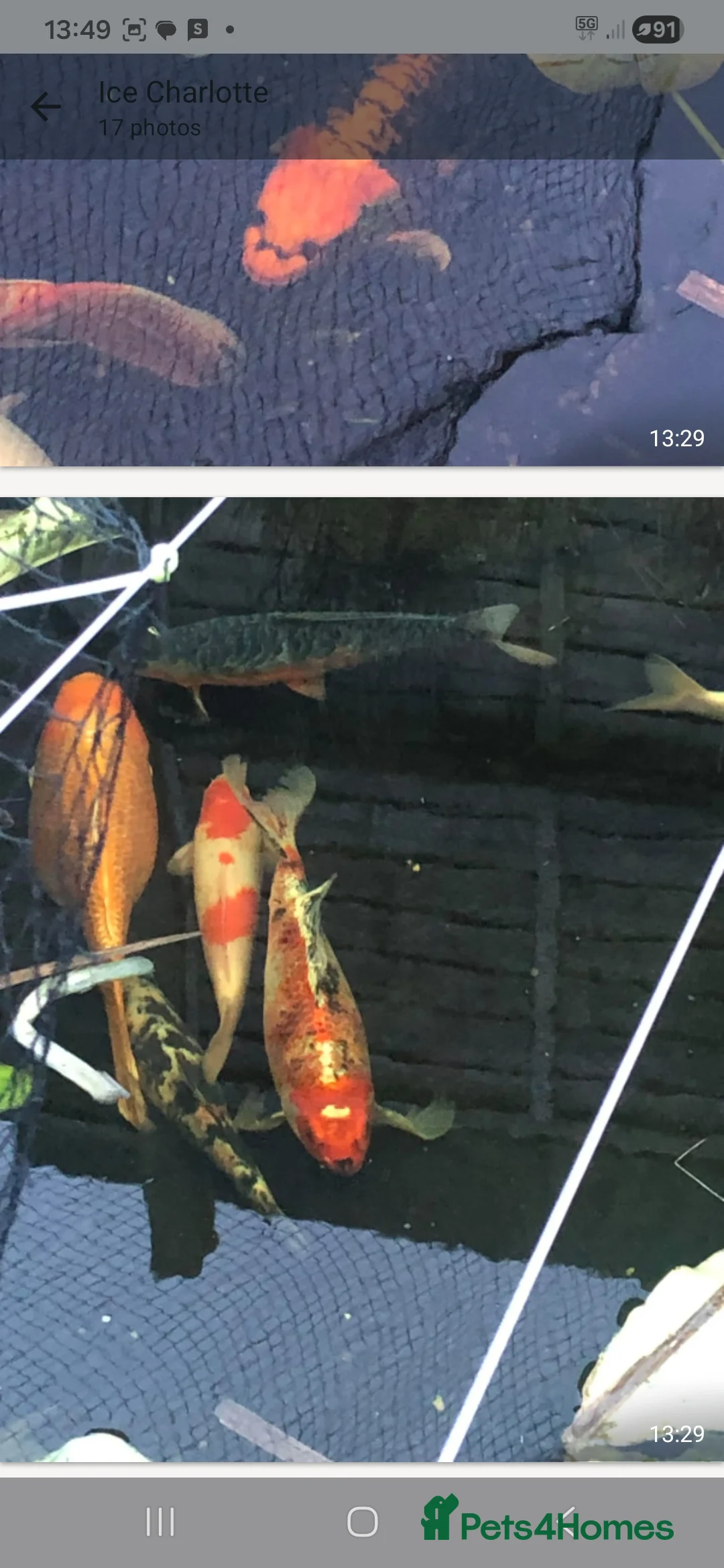 Koi Carp fish for sale: 20 Koi Carp with filter systems included. - Advert 13