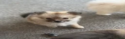 Pomeranian dogs for sale: Beautiful Russian line pomperanians - Advert 2
