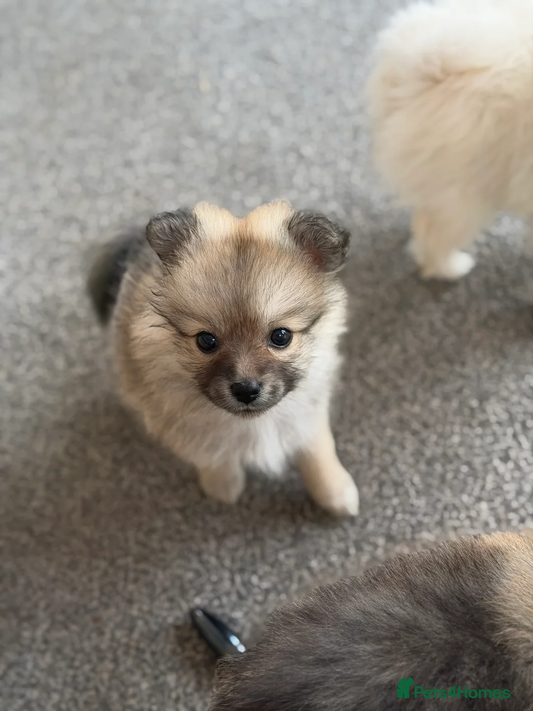 Pomeranian dogs for sale: Beautiful Russian line pomperanians - Advert 2