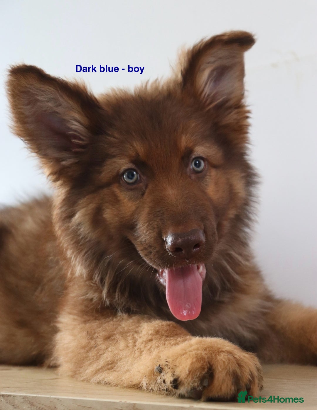 German Shepherd dogs for sale: German Shepherd puppies - Image 15