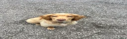 Cocker Spaniel dogs for sale: 7 month house trained KC cocker spaniel boy - Advert 2