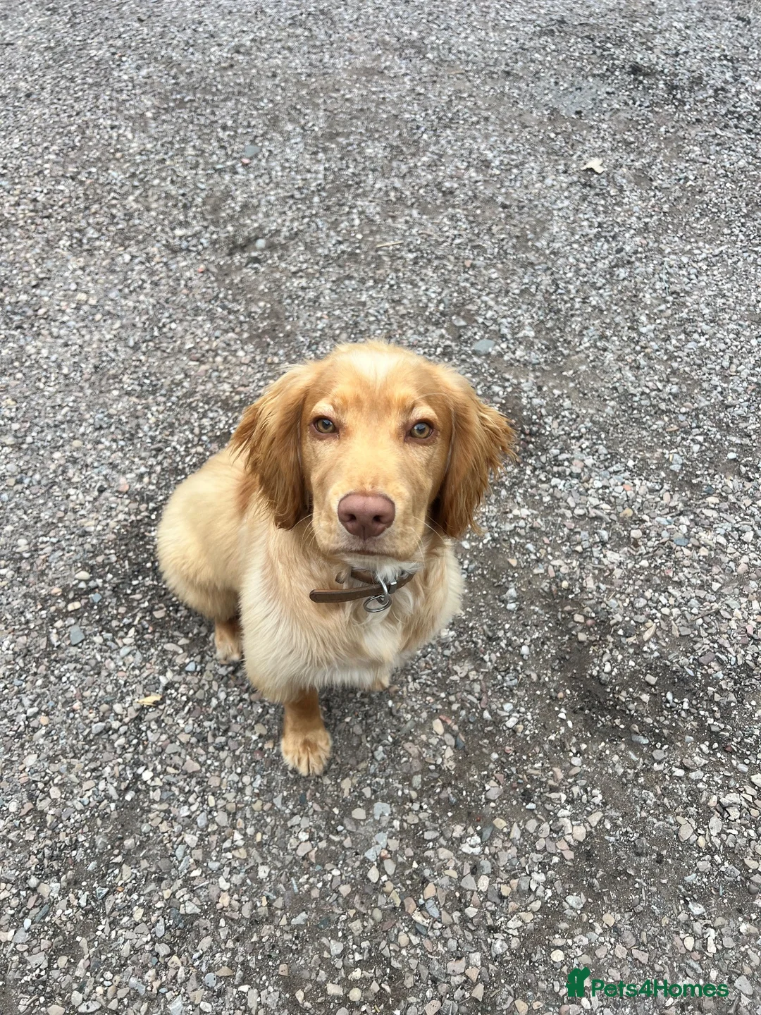 Cocker Spaniel dogs for sale: 7 month house trained KC cocker spaniel boy - Advert 2