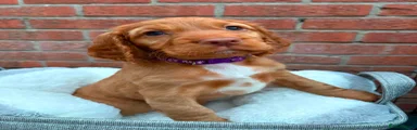 Cocker Spaniel 5