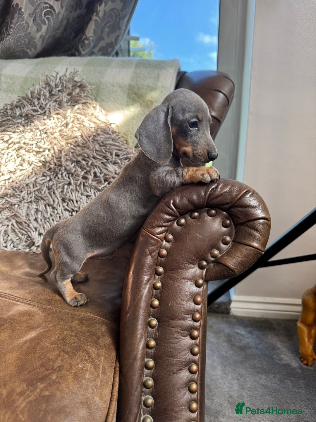 Dachshund dogs for sale: Miniature Dachshund Puppies  - Image 14