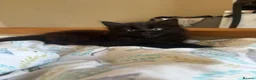 British Longhair cats for sale: Four long haired Kittens - Advert 2