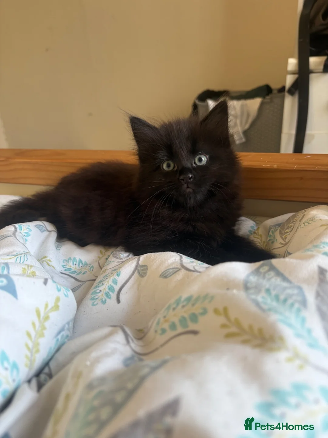 British Longhair cats for sale: Four long haired Kittens - Advert 2