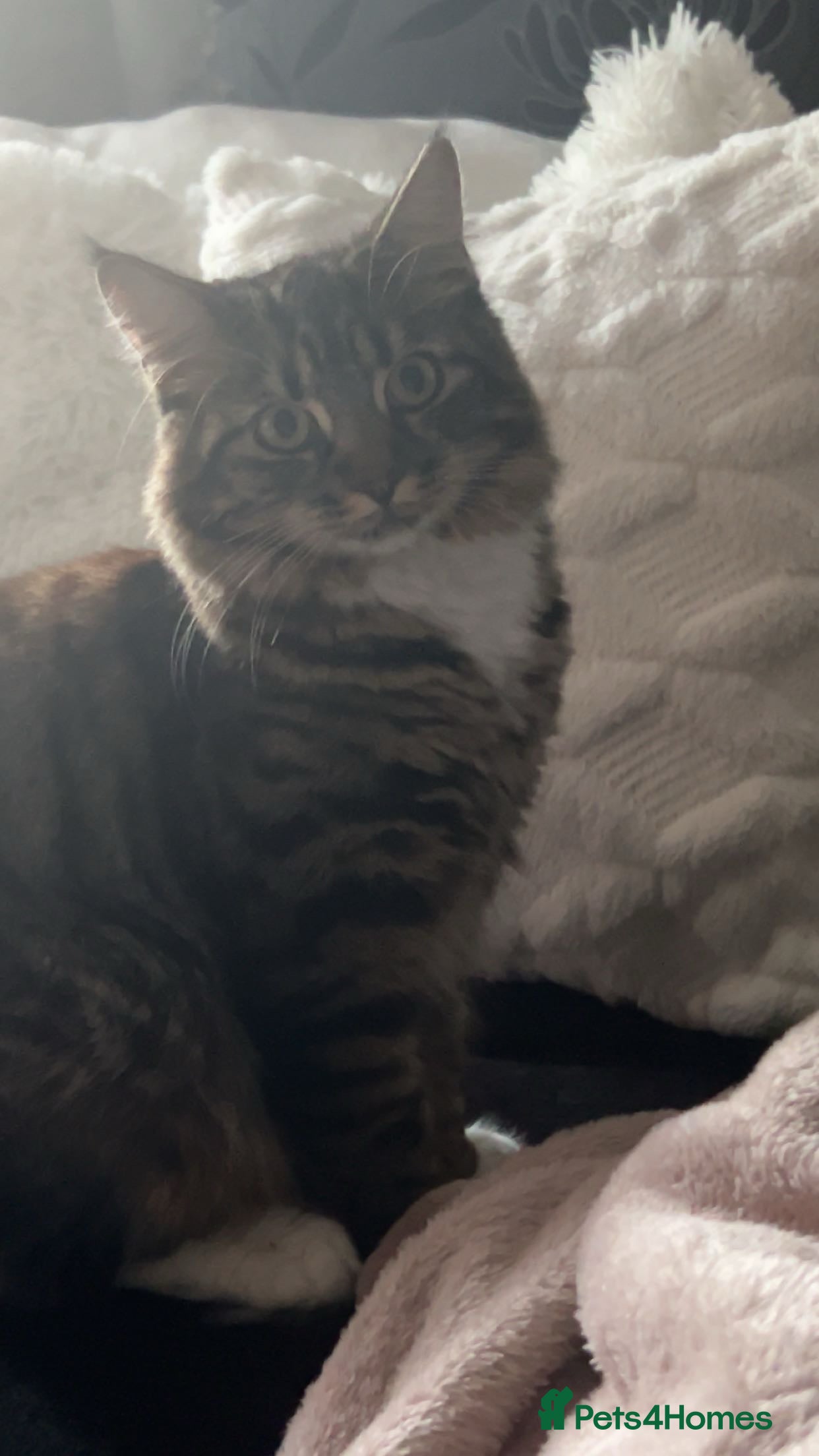 Mixed Breed cats Maine Coon cross female  - Advert 1