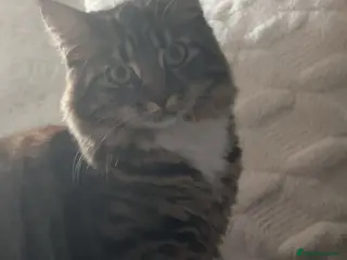 Mixed Breed cats Maine Coon cross female - Advert 1