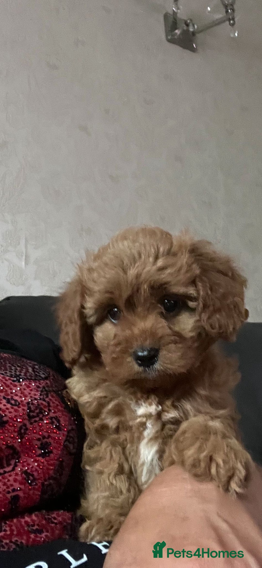 Cavapoo dogs for sale: Cavapoo puppies⭐️⭐️ health tested parents ⭐️⭐️⭐️ - Image 9