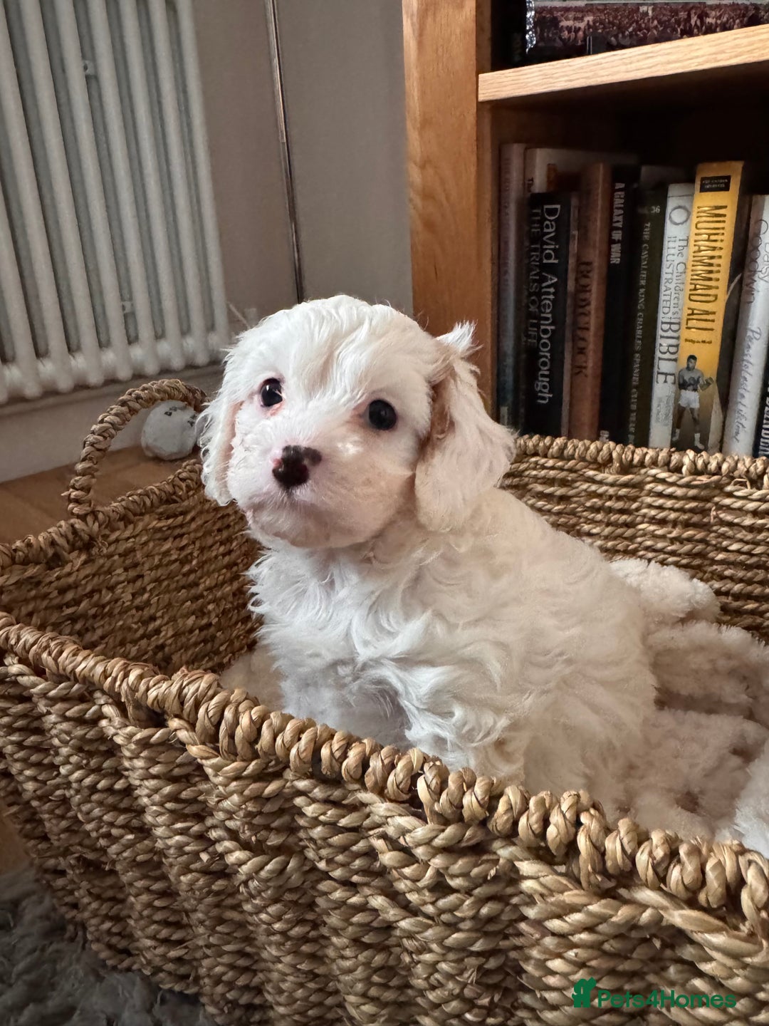 Cavapoo dogs for sale: Stunning F1 Toy Cavapoo puppies  - Advert 6