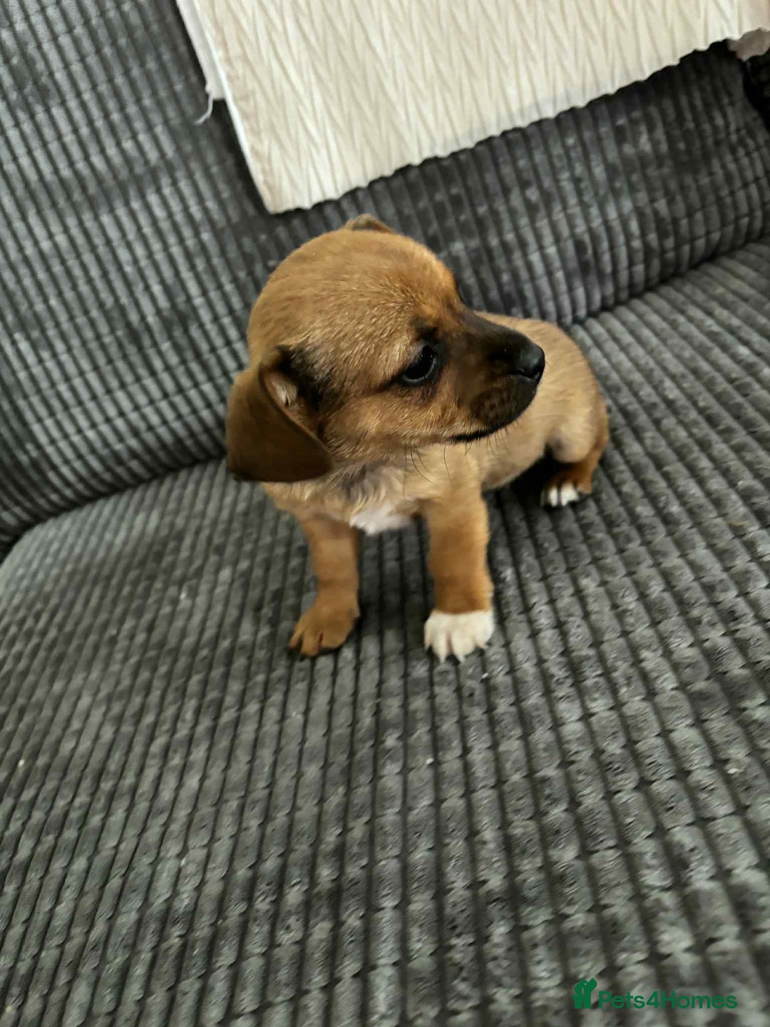 Jack Russell dogs for sale: !!READY TO GO!! Jack russle puppies - Image 3